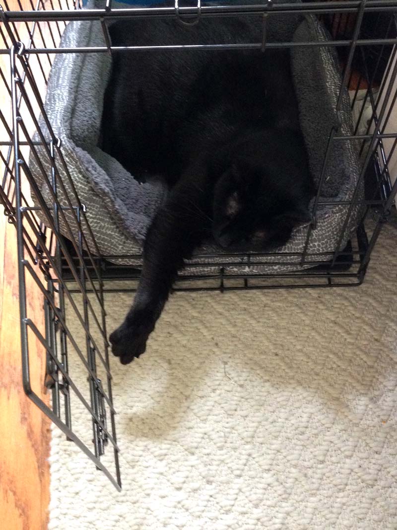 #fatcat in his cage