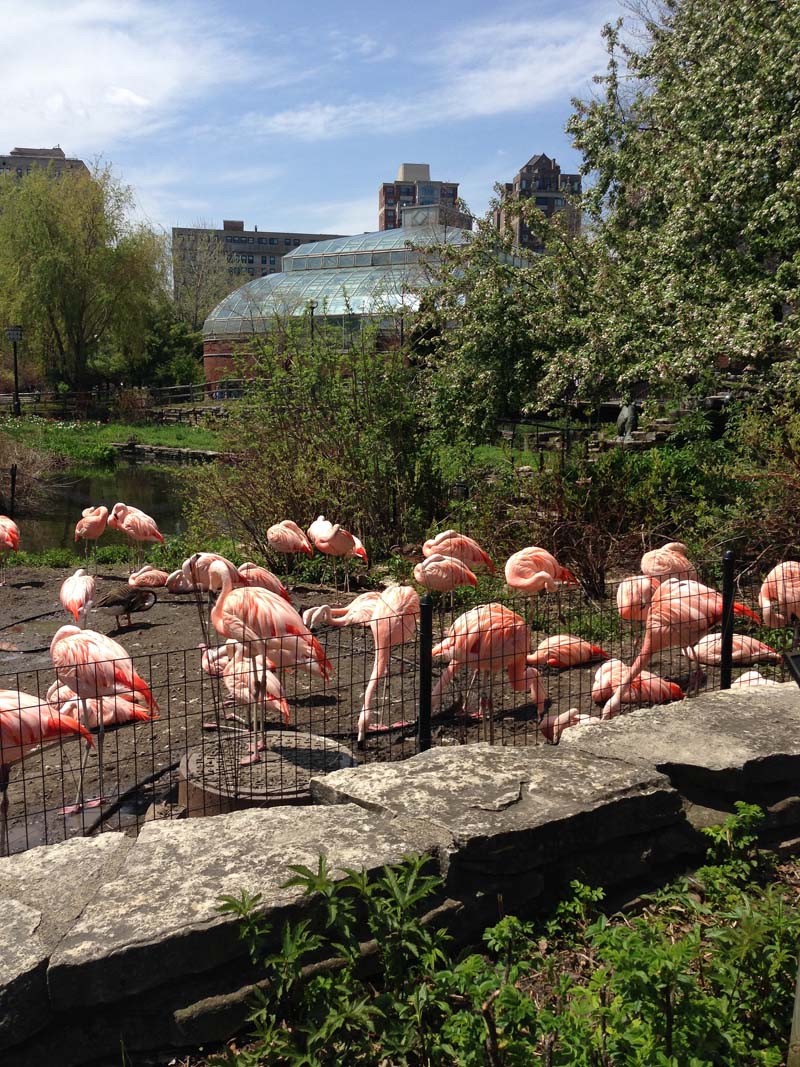 a group of flamingoes